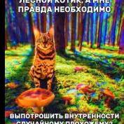 лесной котик