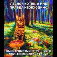 лесной котенок